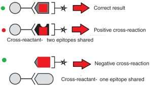 ELISA Cross reactions